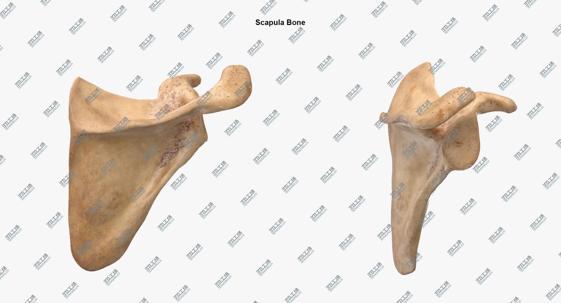 images/goods_img/202104091/Real Human Arm and Scapula Bones Anatomy 01 model/4.jpg